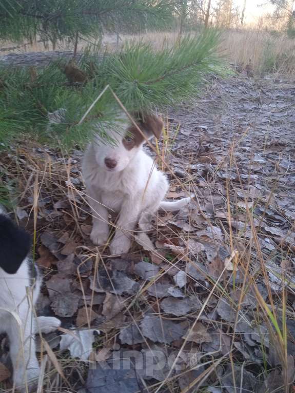 Собаки в Липецке: Очаровательные щенки Мальчик, Бесплатно - фото 5