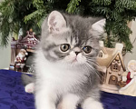 Кошки в Казани: котята - экзоты Мальчик, 30 000 руб. - фото 2