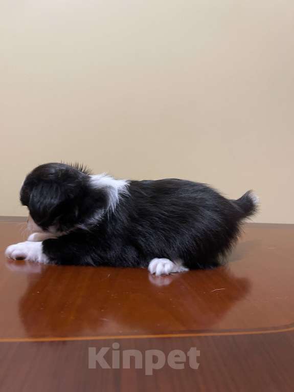 Собаки в других городах Московской области: Чихуахуа клубная девочка Девочка, 75 000 руб. - фото 3