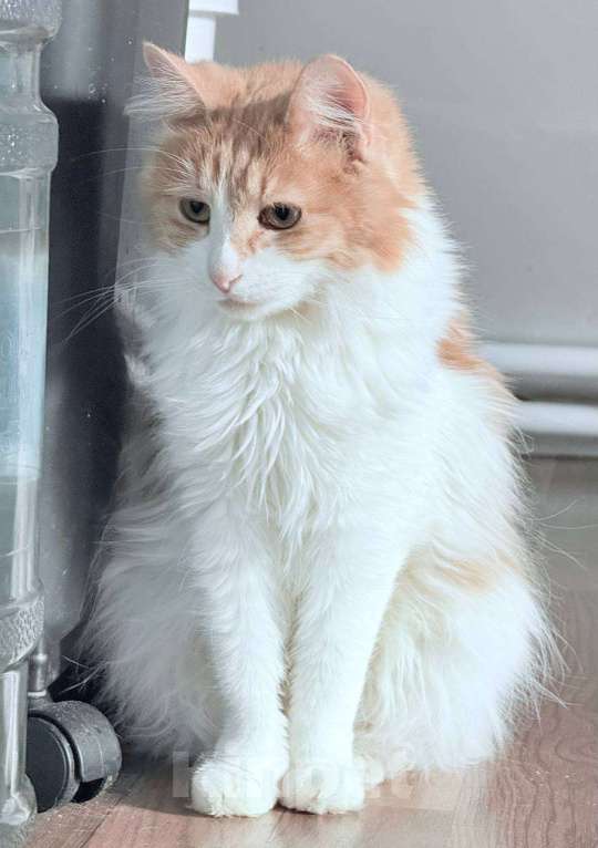 Кошки в Москве: Булочка в добрые руки Девочка, Бесплатно - фото 3