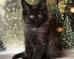 Кошки в Санкт-Петербурге: Кошечка мейн кун чёрная дымная Девочка, 35 000 руб. - фото 5