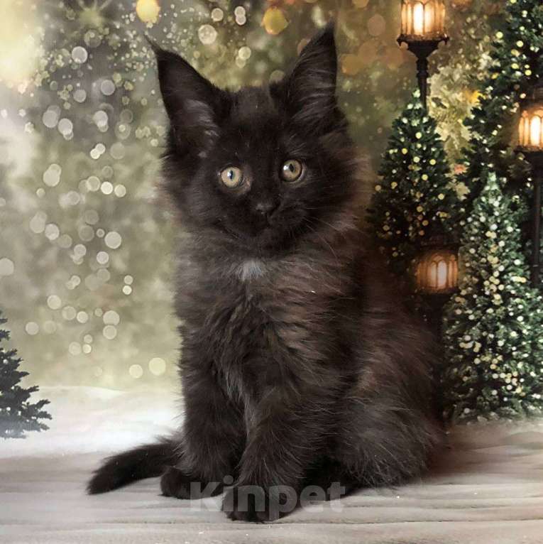 Кошки в Санкт-Петербурге: Кошечка мейн кун чёрная дымная Девочка, 35 000 руб. - фото 5