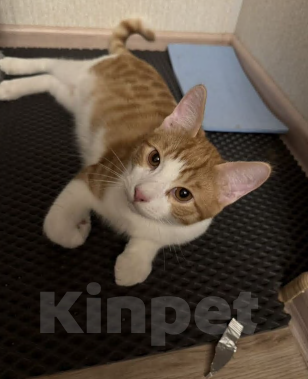 Кошки в Москве: Котик Тоша в добрые руки Мальчик, Бесплатно - фото 3