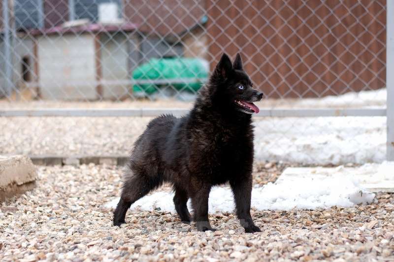 Собаки в Москве: Разноглазый шипперке Розик в добрые руки Мальчик, Бесплатно - фото 3