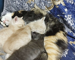 Кошки в Севастополе: Ищу заботливого хозяина котику Мальчик, Бесплатно - фото 3