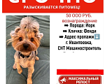 Собаки в Ивантеевке: Потерялся Йорк в Ивантеевке Девочка, 50 000 руб. - фото 2