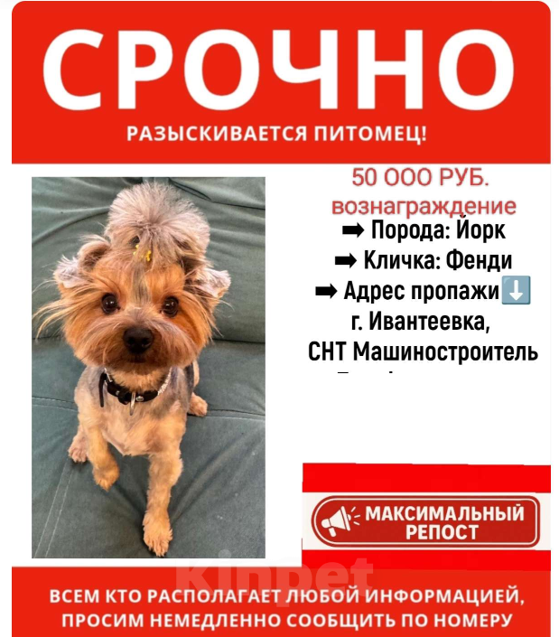 Собаки в Ивантеевке: Потерялся Йорк в Ивантеевке Девочка, 50 000 руб. - фото 2