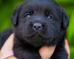 Собаки в Челябинске: Девочка чёрного лабрадора- ретривера 1 мес Девочка, 60 000 руб. - фото 4