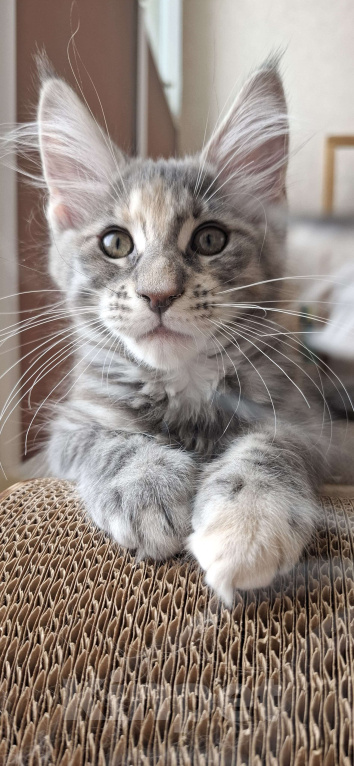 Кошки в Геленджике: Продаётся котёнок мейн-кун, девочка, серебристый окрас fs 24, из питомника EdenLight (Геленджик) Девочка, 35 000 руб. - фото 3