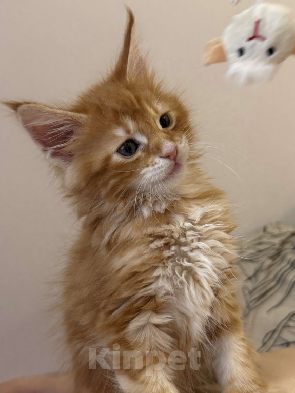 Кошки в Краснодаре: Котята Мейн кун Девочка, 10 000 руб. - фото 1