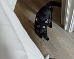 Кошки в Москве: Котенок в добрые руки Мальчик, Бесплатно - фото 4