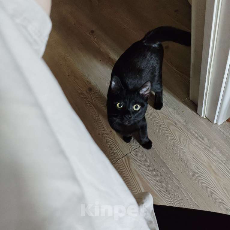 Кошки в Москве: Котенок в добрые руки Мальчик, Бесплатно - фото 4