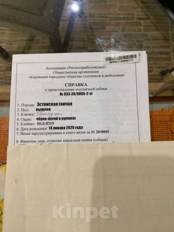 Собаки в Соликамске: Щенки эстонской гончей  Девочка, 7 000 руб. - фото 3