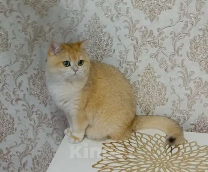 Кошки в Ижевске: Британская золотая шиншилла, киска Девочка, Бесплатно - фото 3