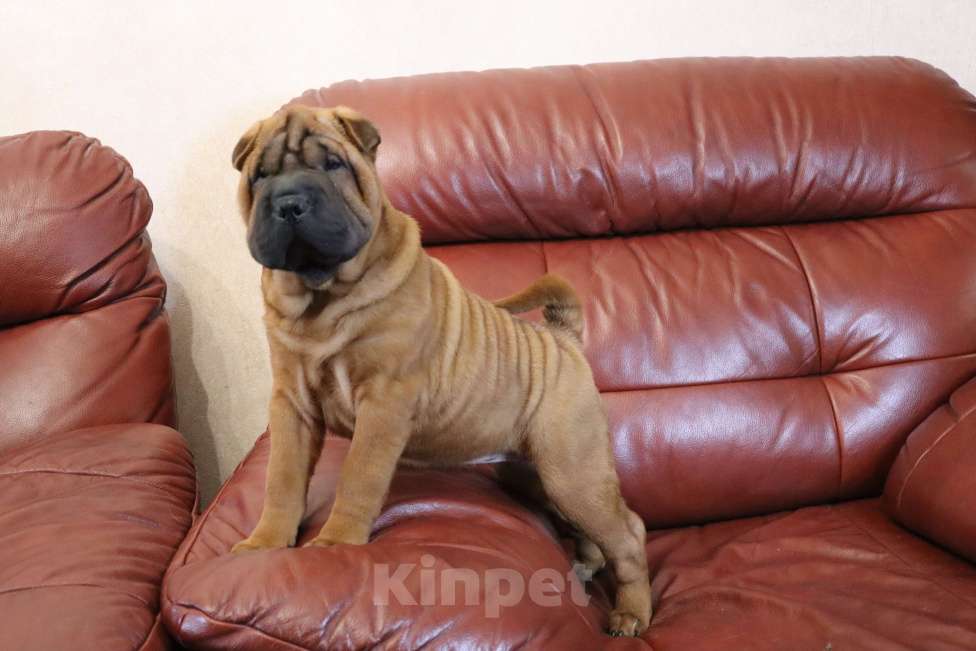 Собаки в Москве: Шарпей щенки девочкА Девочка, 50 000 руб. - фото 4