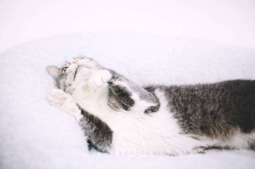 Кошки в Москве: Чикуля Девочка, Бесплатно - фото 6