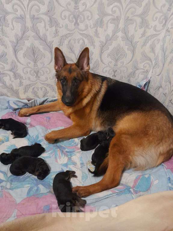 Собаки в Нижнем Новгороде: Щенки немецкой овчарки Мальчик, Бесплатно - фото 4