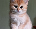 Кошки в Санкт-Петербурге: Кошка 2,5 месяца Bri 11(12). Продажа в любимцы 18000. В разведение цена обговаривается. Девочка, 18 000 руб. - фото 4