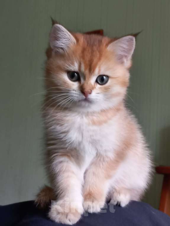 Кошки в Санкт-Петербурге: Кошка 2,5 месяца Bri 11(12). Продажа в любимцы 18000. В разведение цена обговаривается. Девочка, 18 000 руб. - фото 4