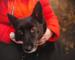 Собаки в Санкт-Петербурге: Домашняя собачка, дружит с кошками Девочка, Бесплатно - фото 3
