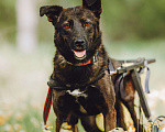 Собаки в Москве: Маленькая собачка-спинальник Кения в самые добрые руки Девочка, 1 руб. - фото 7