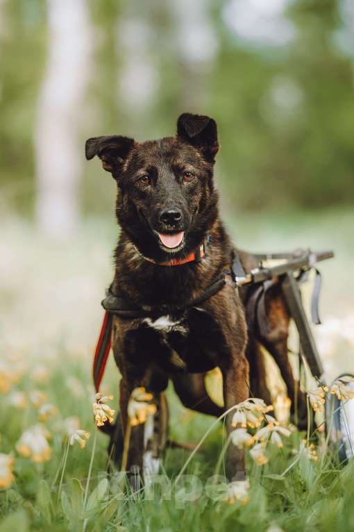 Собаки в Москве: Маленькая собачка-спинальник Кения в самые добрые руки Девочка, 1 руб. - фото 7