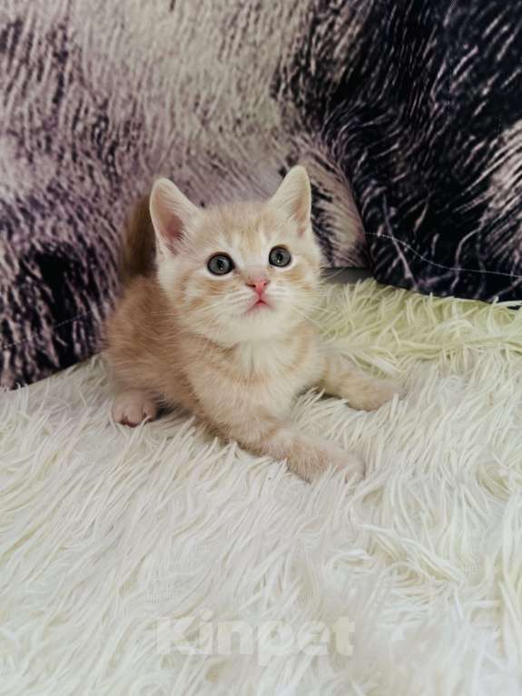 Кошки в Санкт-Петербурге: Шотландские котята продажа Мальчик, 15 000 руб. - фото 1