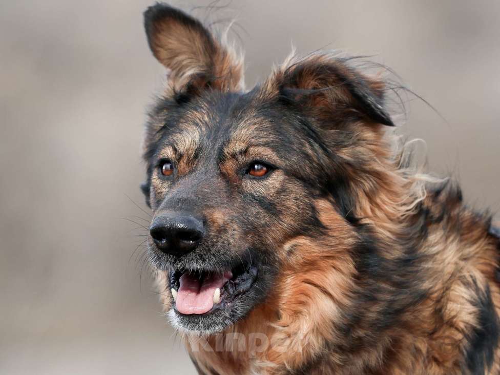 Собаки в Москве: Собака из приюта в добрые руки Девочка, 99 руб. - фото 1