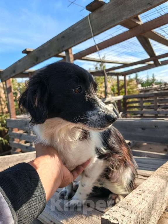 Собаки в Москве: Маленькая собачка ищет дом Девочка, Бесплатно - фото 7