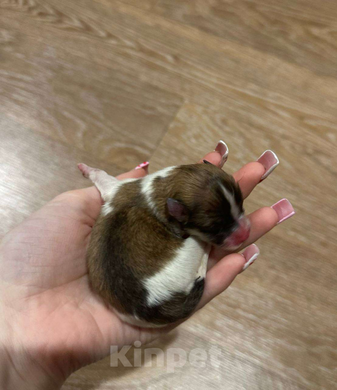Собаки в Тюмени: Немецкий шпиц щенок мальчик Мальчик, 40 000 руб. - фото 1