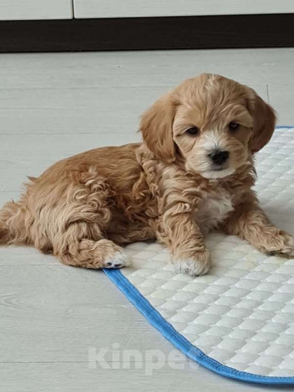 Собаки в Кемерово: Мальтипу  Мальчик, 60 000 руб. - фото 2