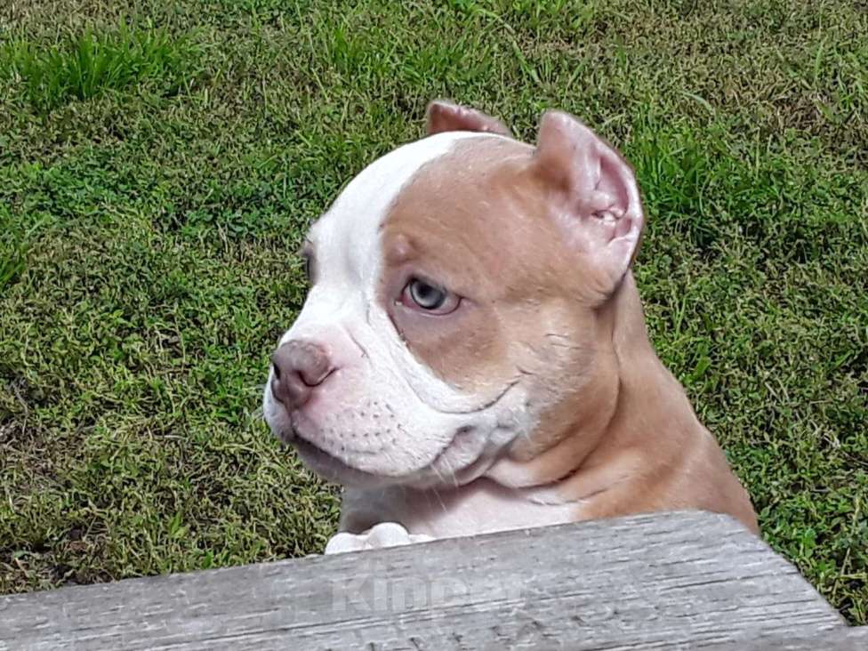 Собаки в Новосибирске: Рыже лиловый мальчишка Американский булли Мальчик, 80 000 руб. - фото 5