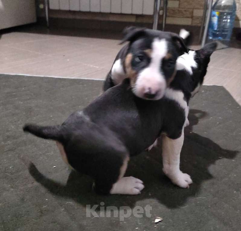 Собаки в Краснодаре: Минибультерьеры Мальчик, 50 000 руб. - фото 4