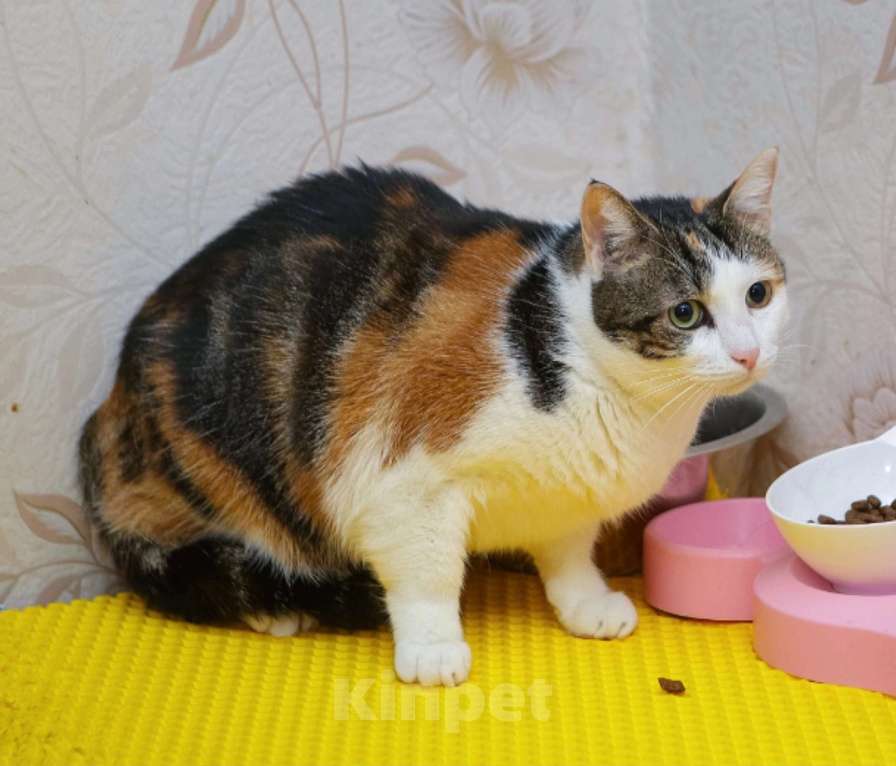 Кошки в Санкт-Петербурге: Кошка Курочка  Девочка, Бесплатно - фото 2