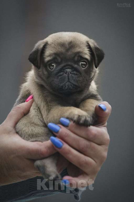 Собаки в других городах Московской области: Щенок мопса от титулованной пары Мальчик, 50 000 руб. - фото 3