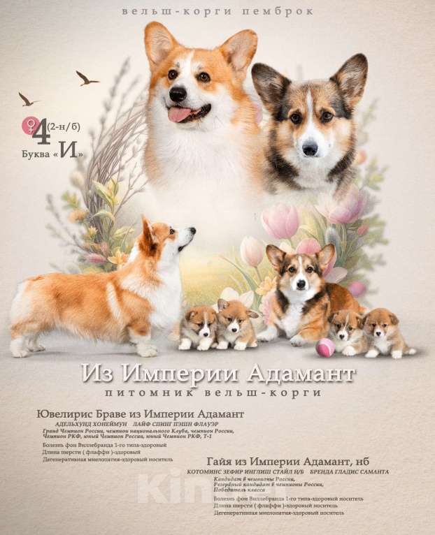 Собаки в Чехове: Щенки вельш-корги пемброка РКФ Девочка, Бесплатно - фото 3