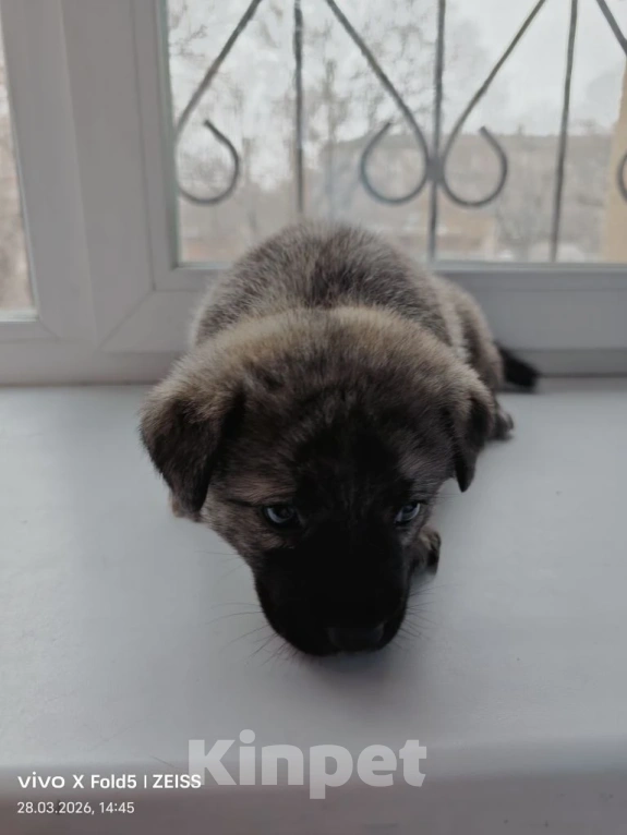 Собаки в Хабаровске: Щенок девочка Девочка, Бесплатно - фото 2