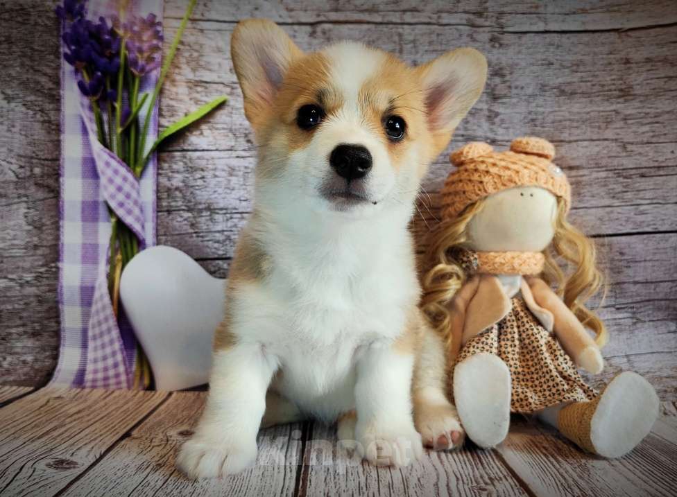 Собаки в Мценске: Девочка Дора Лайт Девочка, 50 000 руб. - фото 5