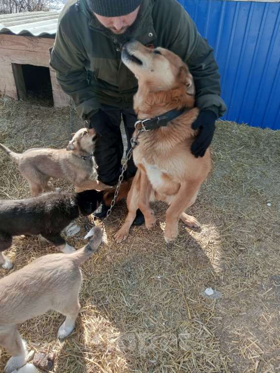 Собаки в Усть-Илимске: Отдам щенков от лайки Девочка, Бесплатно - фото 3
