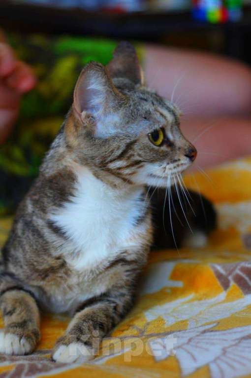 Кошки в Москве: Мраморный котенок Малена в добрые руки Девочка, Бесплатно - фото 4