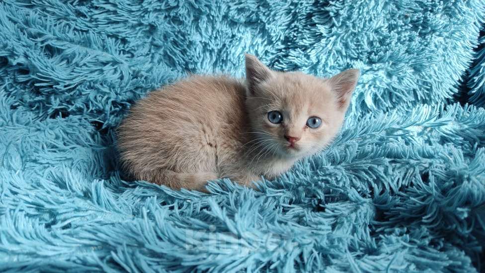 Кошки в Белгороде: Уличный котёнок  Мальчик, Бесплатно - фото 2