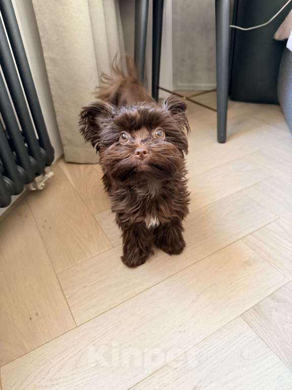 Собаки в Пятигорске: Мальтипу щенок 5 месяцев  Девочка, Бесплатно - фото 2