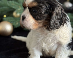 Собаки в Москве: Кавалер Кинг Чарльз спаниель мальчик и девочка Мальчик, 50 000 руб. - фото 4