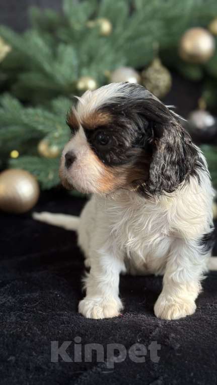 Собаки в Москве: Кавалер Кинг Чарльз спаниель мальчик и девочка Мальчик, 50 000 руб. - фото 4