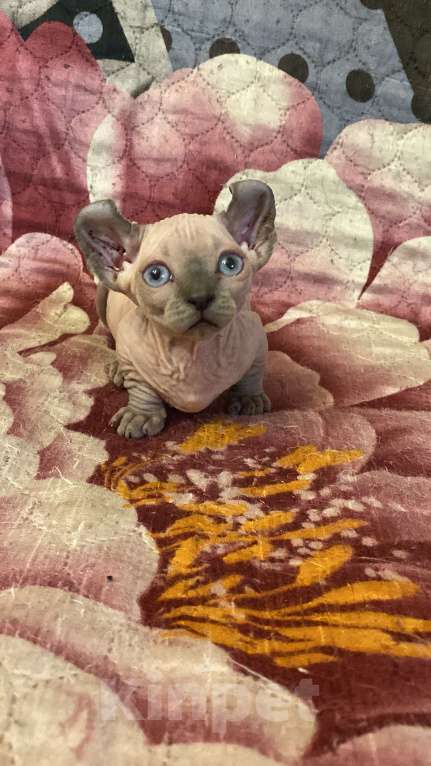 Кошки в Санкт-Петербурге: Двэльф мальчик Мальчик, 65 000 руб. - фото 2