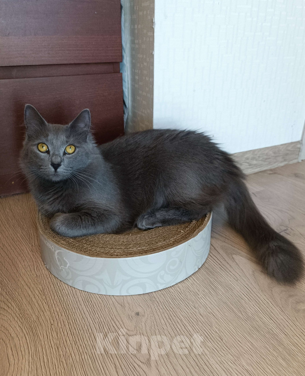 Кошки в других городах Московской области: Кошка Стефания в добрые руки Девочка, Бесплатно - фото 5