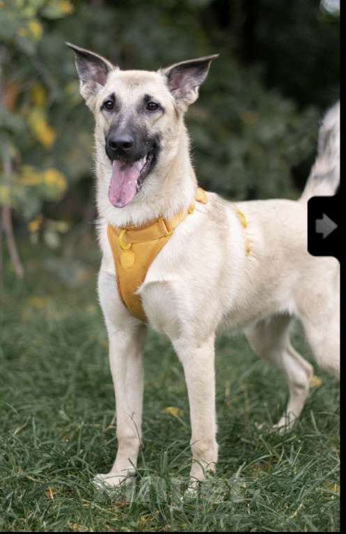 Собаки в Москве: Миндаль Мальчик, Бесплатно - фото 3