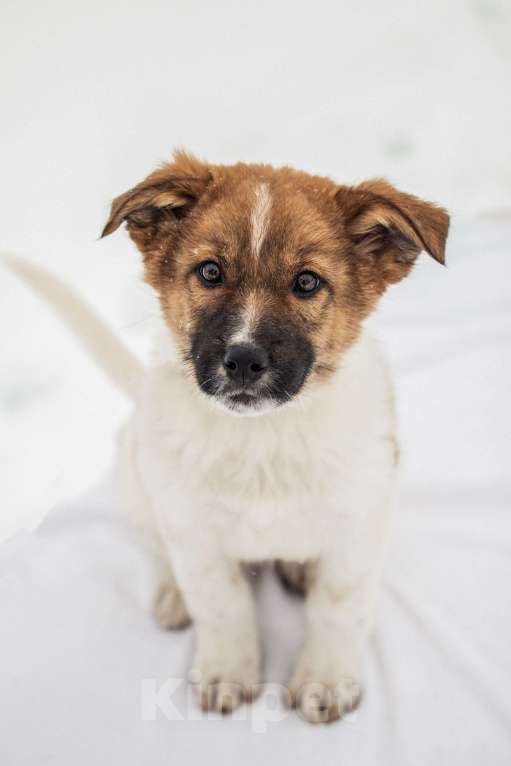 Собаки в других городах Московской области: Щенок в добрые руки Мальчик, Бесплатно - фото 2