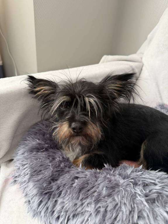 Собаки в Рузе: Эля в добрые руки Девочка, Бесплатно - фото 2