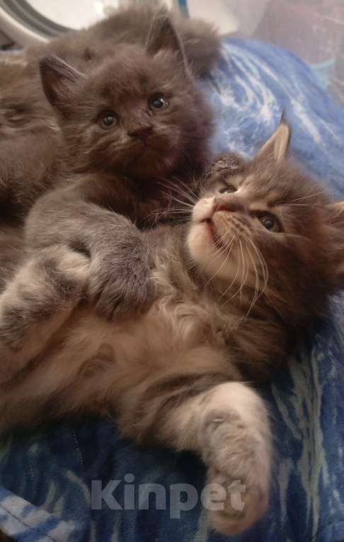 Кошки в Ачинске: Мейкунчик Мальчик, 15 000 руб. - фото 6